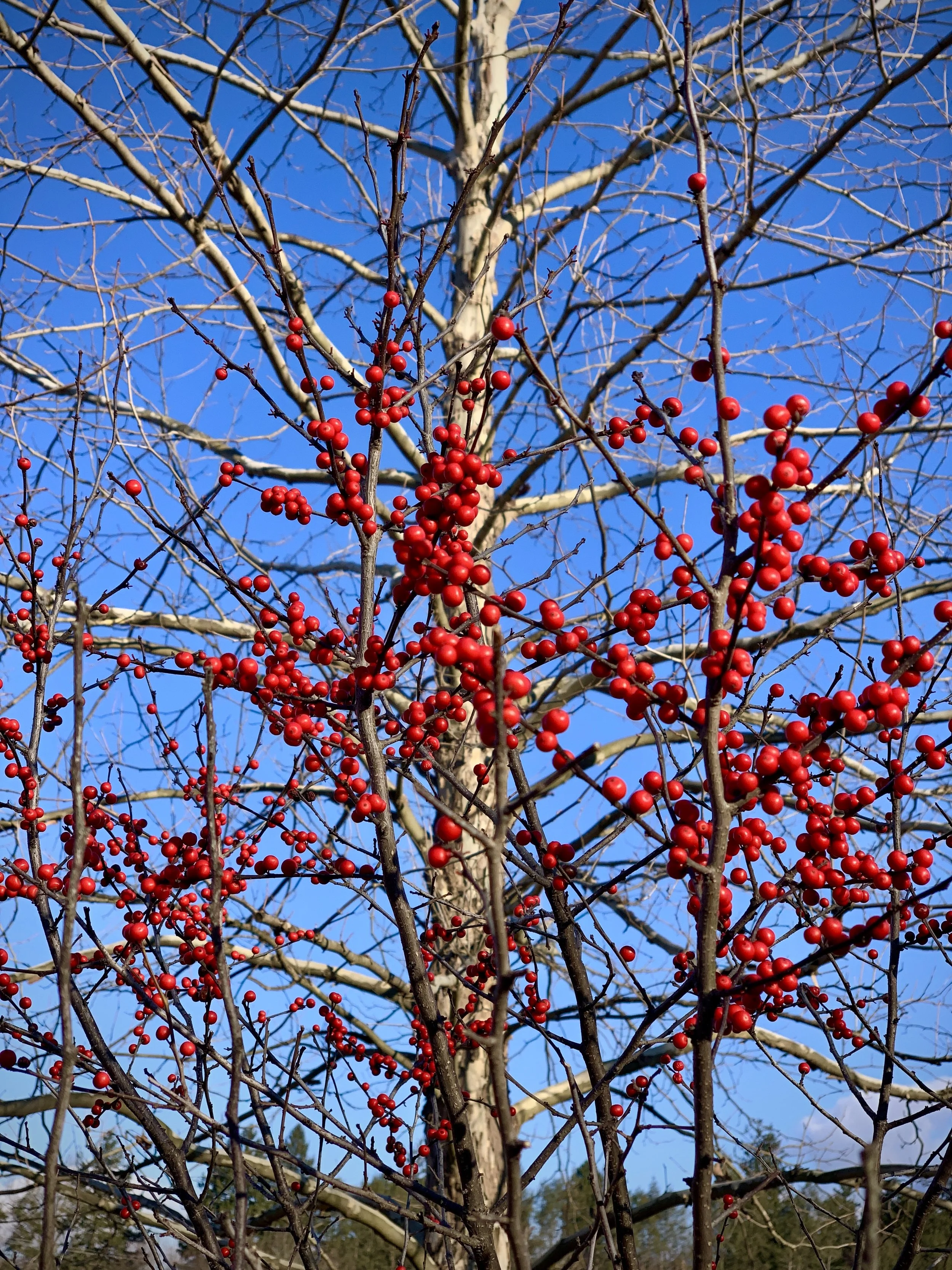 Winterberry Holly — Wheeler Wildlife Refuge Association